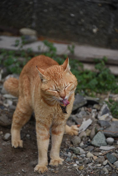 猫100匹、住民15人!猫島、愛媛・青島の猫写真2_e0171573_2105083.jpg