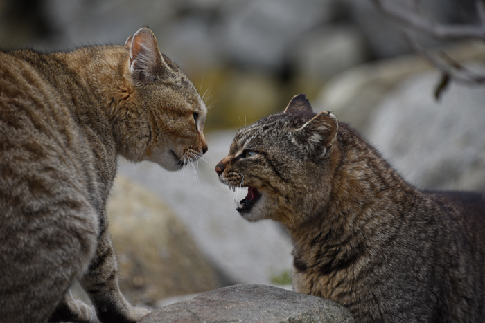 猫100匹、住民15人!猫島、愛媛・青島の猫写真2_e0171573_2112029.jpg
