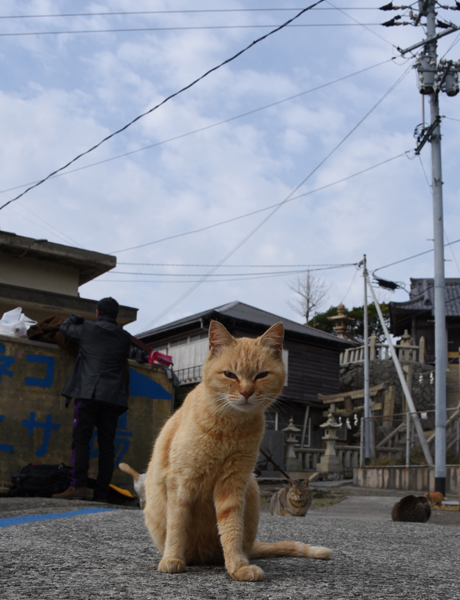 猫100匹、住民15人！猫島、愛媛・青島の猫写真２_e0171573_2112625.jpg