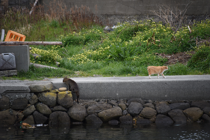猫100匹、住民15人!猫島、愛媛・青島の猫写真2_e0171573_211281.jpg