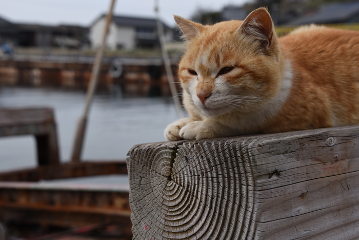 猫100匹、住民15人！猫島、愛媛・青島の猫写真２_e0171573_2113242.jpg