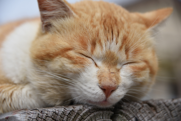 猫100匹、住民15人!猫島、愛媛・青島の猫写真2_e0171573_2114674.jpg