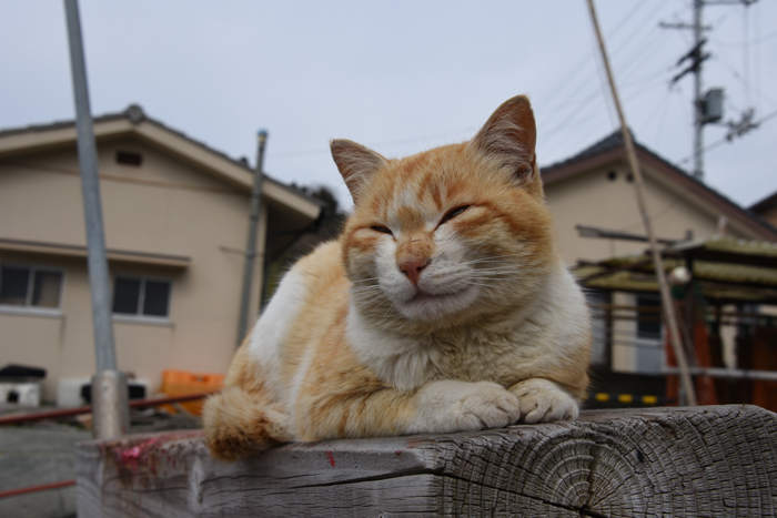 猫100匹、住民15人！猫島、愛媛・青島の猫写真２_e0171573_2115178.jpg