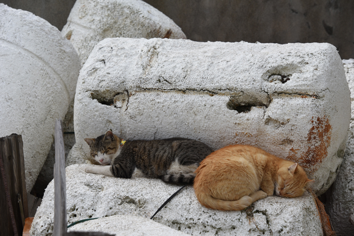 猫100匹、住民15人！猫島、愛媛・青島の猫写真２_e0171573_2121230.jpg