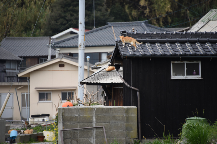 猫100匹、住民15人!猫島、愛媛・青島の猫写真2_e0171573_2121942.jpg