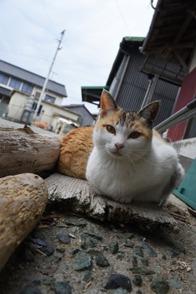 猫100匹、住民15人!猫島、愛媛・青島の猫写真2_e0171573_2122644.jpg