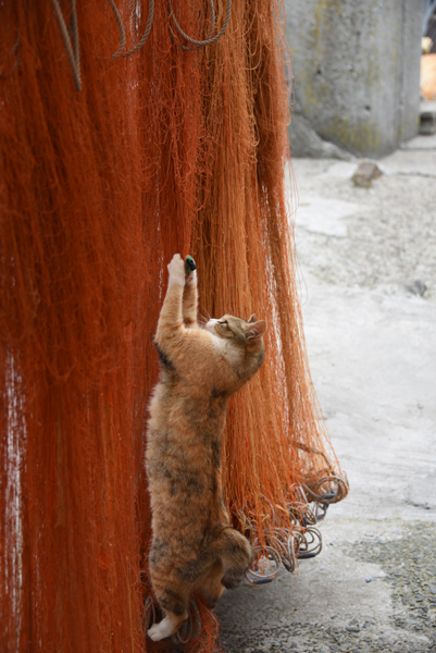 猫100匹、住民15人!猫島、愛媛・青島の猫写真2_e0171573_2123332.jpg