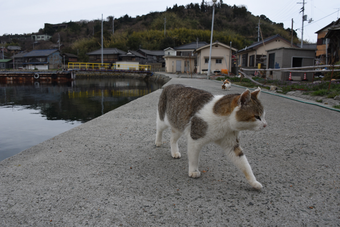 猫100匹、住民15人!猫島、愛媛・青島の猫写真2_e0171573_2132156.jpg