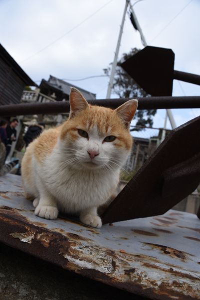 猫100匹、住民15人！猫島、愛媛・青島の猫写真２_e0171573_213303.jpg