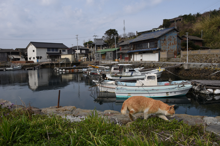 猫100匹、住民15人!猫島、愛媛・青島の猫写真2_e0171573_2133751.jpg
