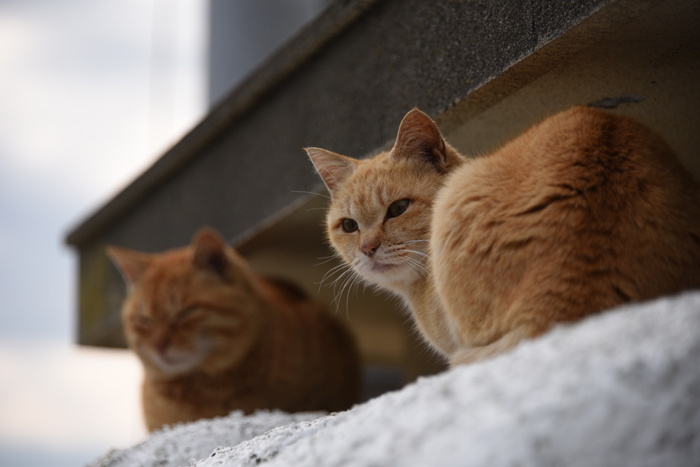 猫100匹、住民15人!猫島、愛媛・青島の猫写真2_e0171573_2141750.jpg