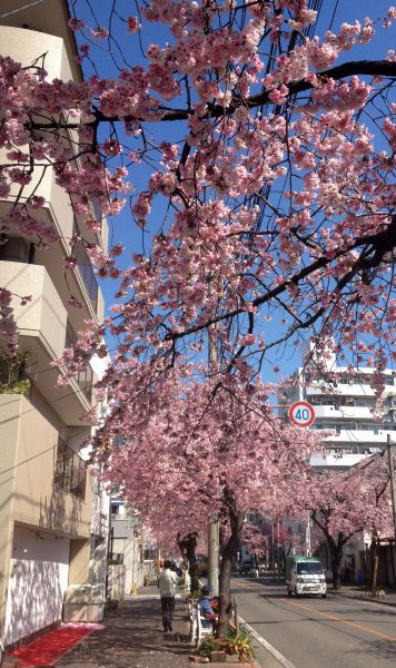 高岳の大寒桜と寒緋桜を見に行きました（3月15日）_d0021786_13264842.jpg