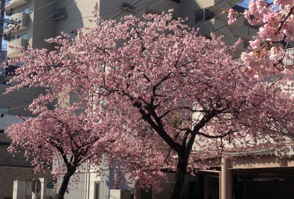 高岳の大寒桜と寒緋桜を見に行きました（3月15日）_d0021786_1327051.jpg