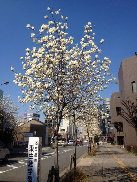 高岳の大寒桜と寒緋桜を見に行きました（3月15日）_d0021786_1327514.jpg