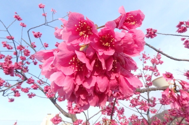 いよいよ春、桜咲く_e0077517_13222660.jpeg