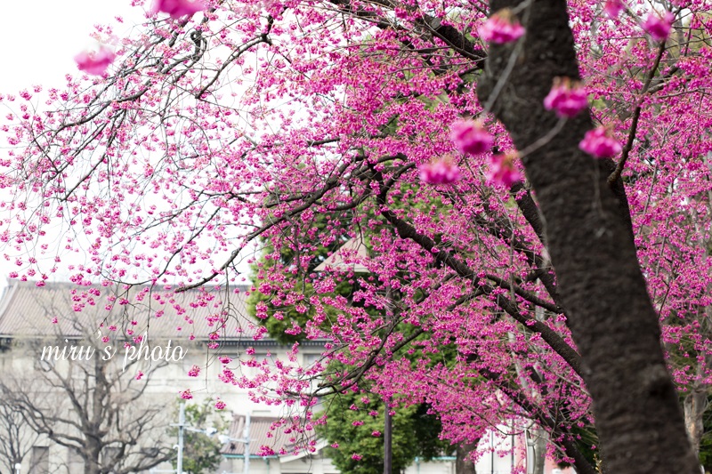 上野公園桜だより♪ - MIRU'S PHOTO