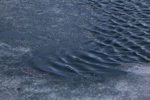 e0242721_934957.jpg
