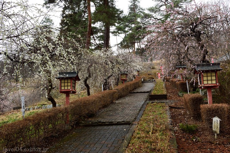 長瀞 不動寺 ～枝垂れ梅～_d0319222_9391674.jpg