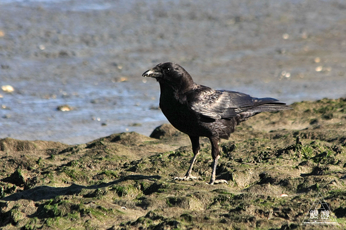 491 Foster City ~ジャックラビットとの出会い~_c0211532_1638913.jpg