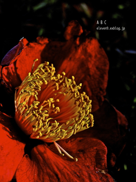 camellia  japonica - A  B  C