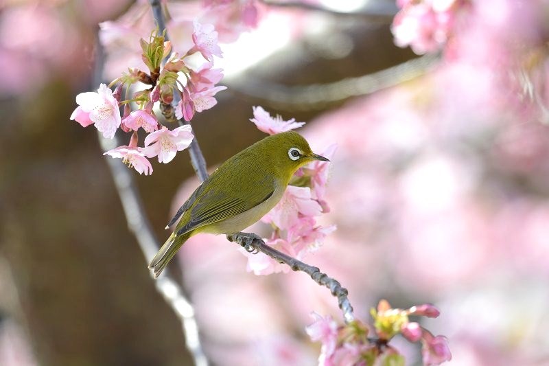 春ですね メジロ 赤いガーベラつれづれの記