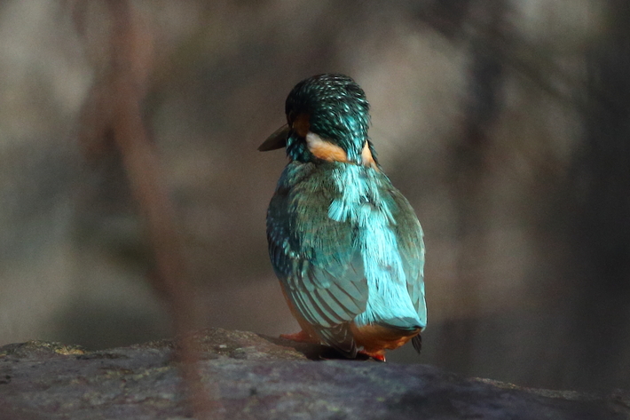 3月15日のカワセミ・近くで撮りたい〜_d0350160_21263746.jpg