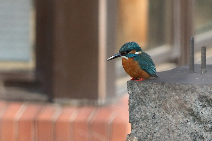 3月15日のカワセミ・近くで撮りたい〜_d0350160_21266100.jpg