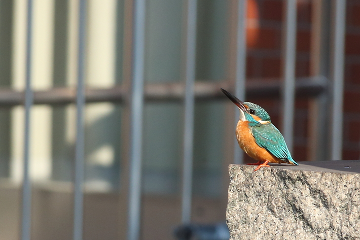 3月15日のカワセミ・近くで撮りたい〜_d0350160_21342811.jpg