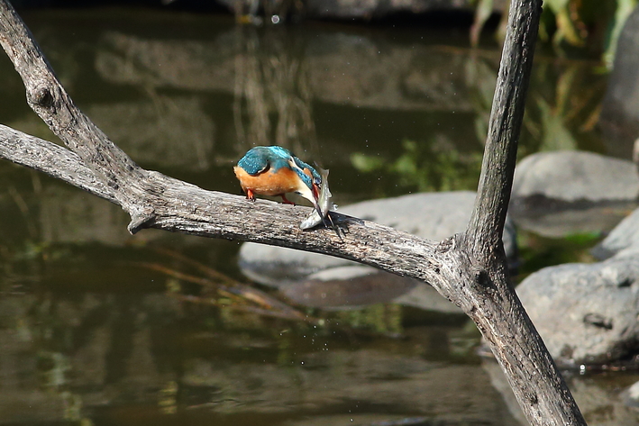 3月15日のカワセミ・近くで撮りたい〜_d0350160_21374946.jpg