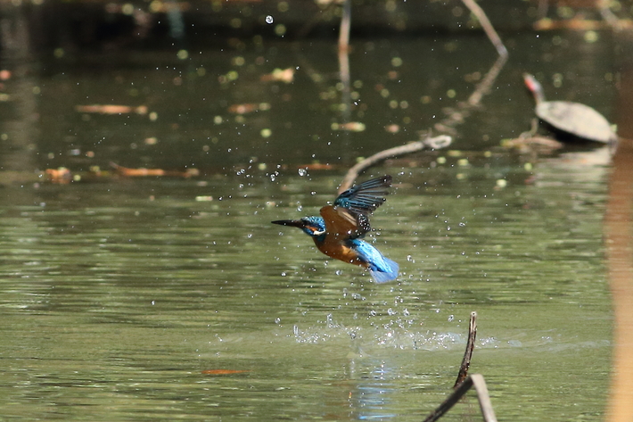 3月15日のカワセミ・近くで撮りたい〜_d0350160_2150461.jpg