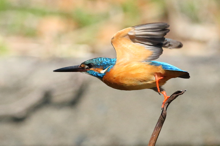 3月15日のカワセミ・近くで撮りたい〜_d0350160_21513539.jpg