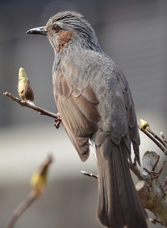 花食い鳥 と ケロちゃんの引越し_a0319263_1648242.jpg