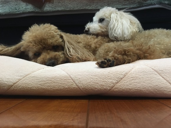 c0120363_12545376.jpeg