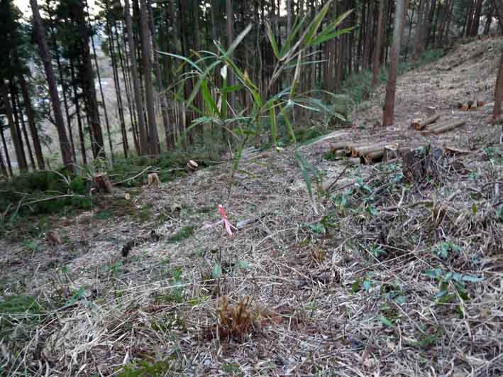 六国見山へのイロハモミジ苗木植樹に備えマーキング3．15_c0014967_845085.jpg