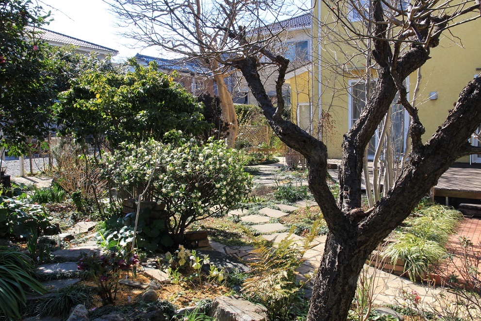 庭にも『春の訪れ』_a0107574_18455313.jpg