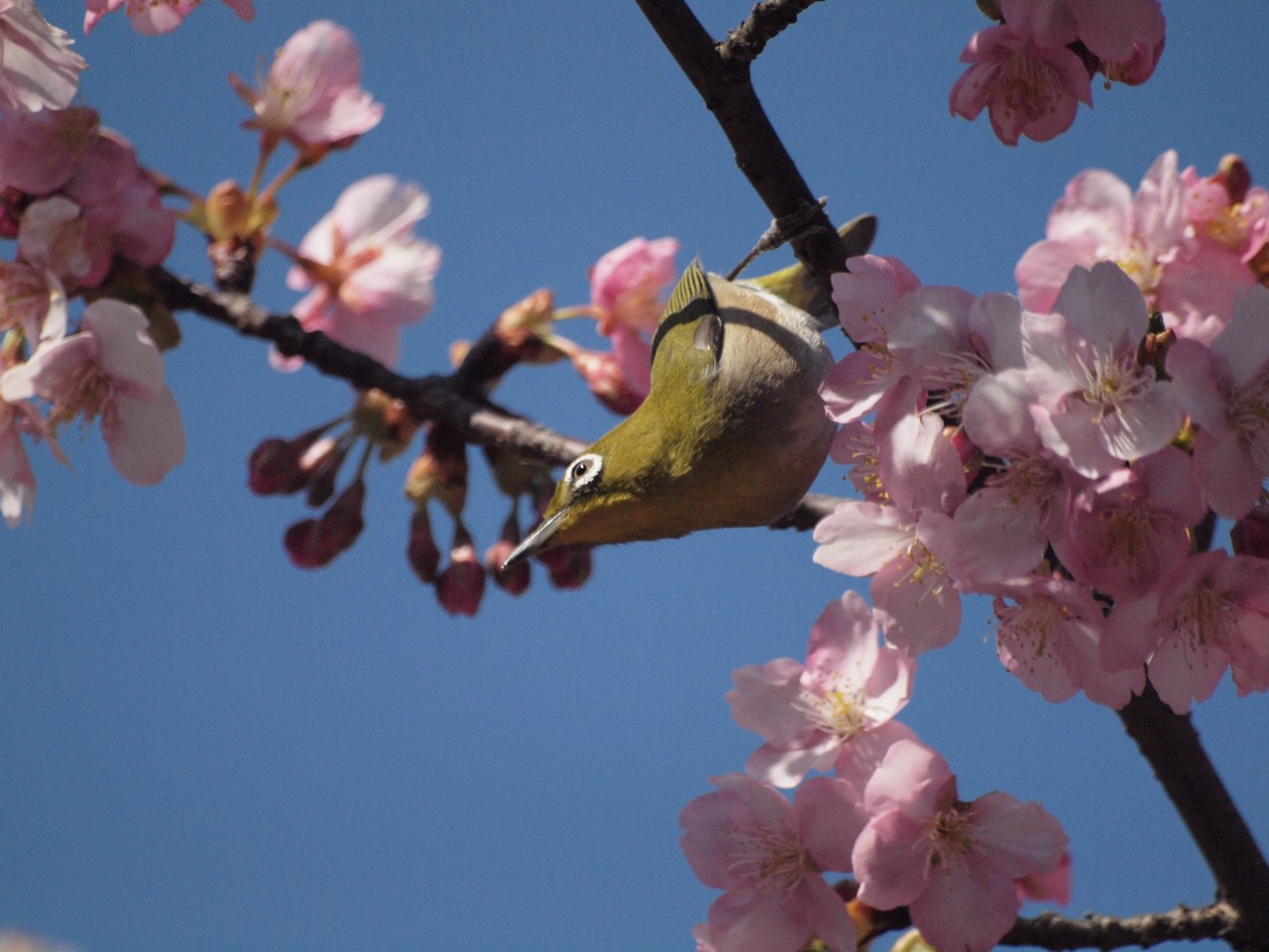 『満開の河津桜とメジロと粕森公園で出逢ったもの達・・・・・』_d0054276_20263778.jpg