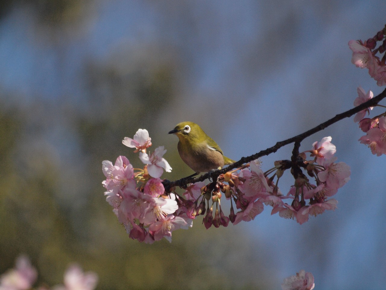 『満開の河津桜とメジロと粕森公園で出逢ったもの達・・・・・』_d0054276_2027433.jpg