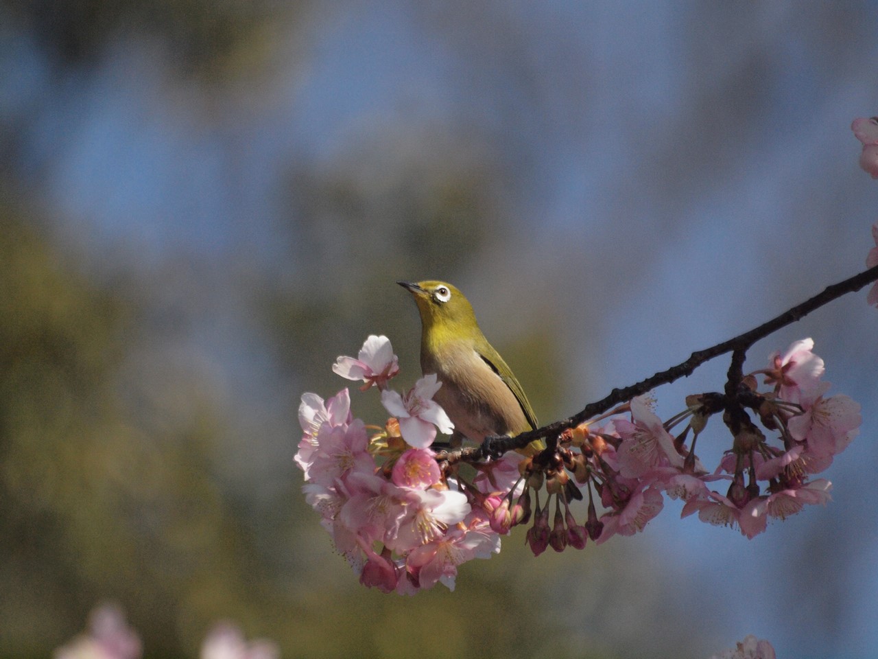 『満開の河津桜とメジロと粕森公園で出逢ったもの達・・・・・』_d0054276_20275422.jpg