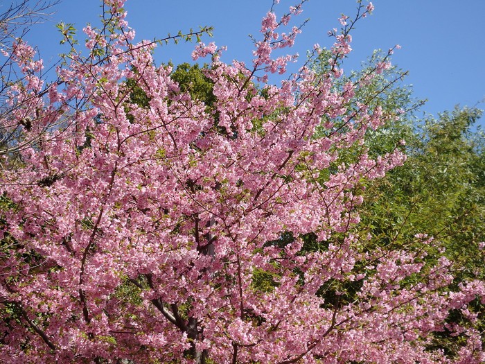 『満開の河津桜とメジロと粕森公園で出逢ったもの達・・・・・』_d0054276_2030511.jpg