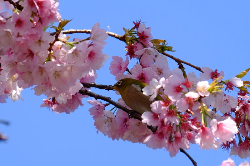 江戸彼岸桜_b0195589_1371528.jpg