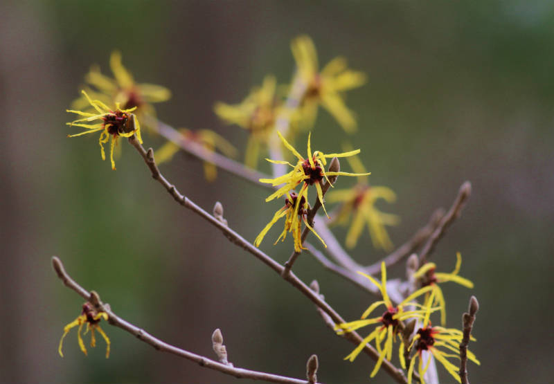 季節の花２０１６－０３－１_b0223198_17413399.jpg