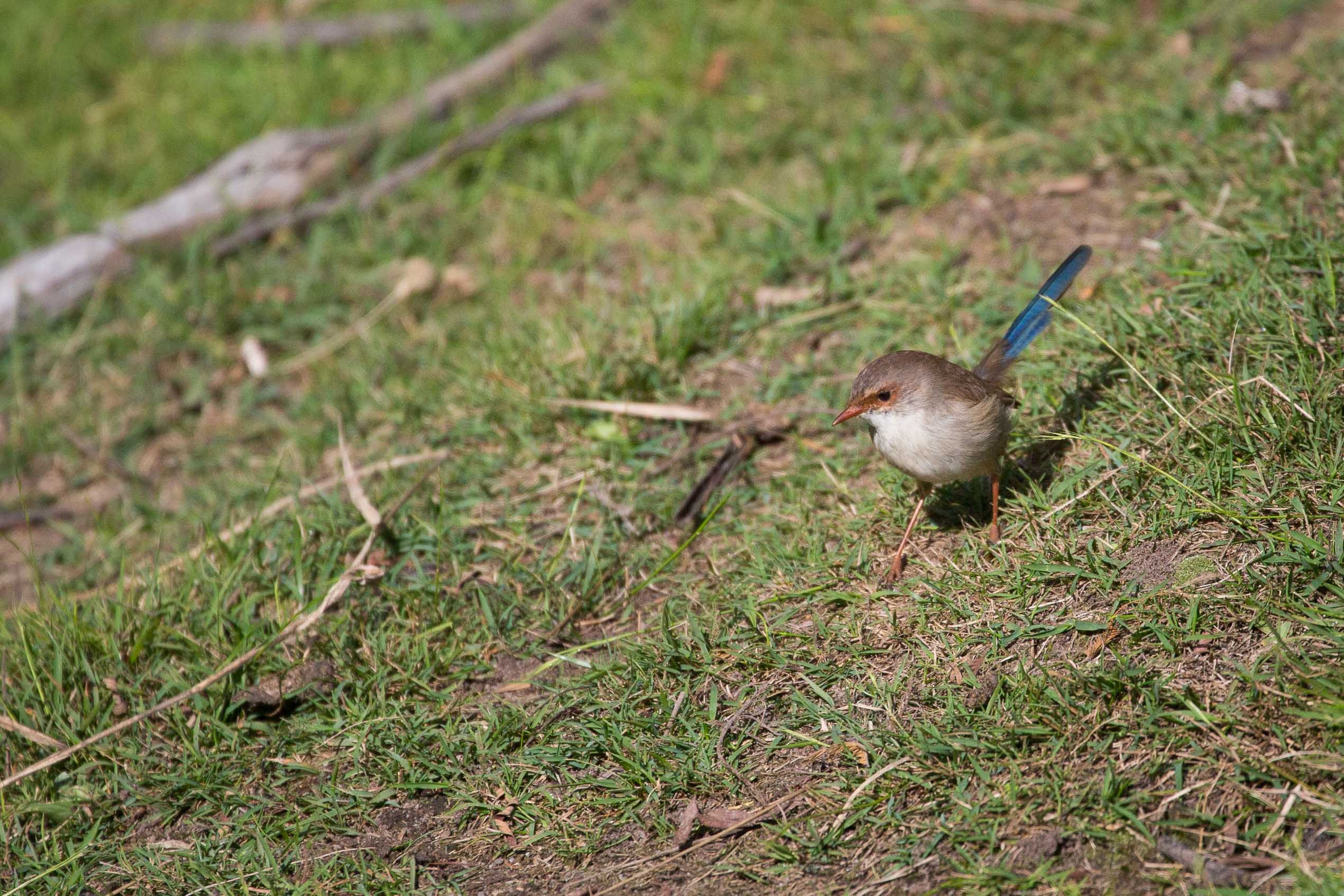 野鳥の楽園タスマニア　1_c0248100_18565198.jpg