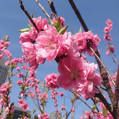 桜×うーちゃん♪ - a&kashの時間。