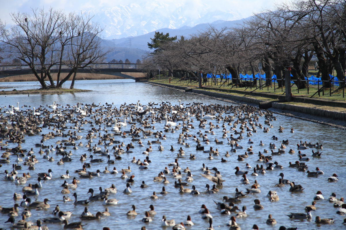 瓢湖の白鳥_f0349409_12143285.jpg