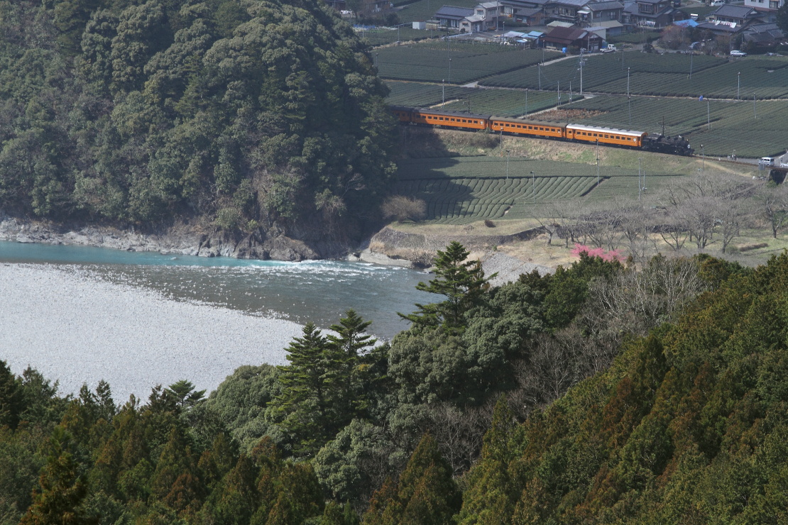 緑の山と川と茶畑に鮮やかな色の客車　- 2016年早春・大井川 -     - ねこの撮った汽車