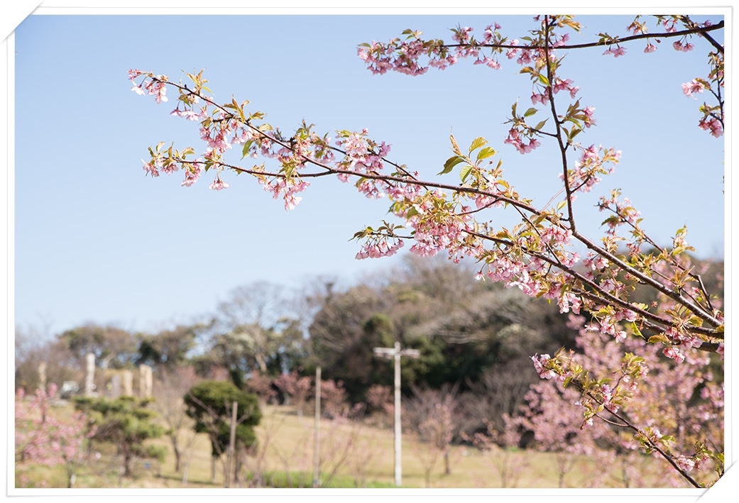 観音崎の河津桜　~2016年~_d0231918_23441205.jpg