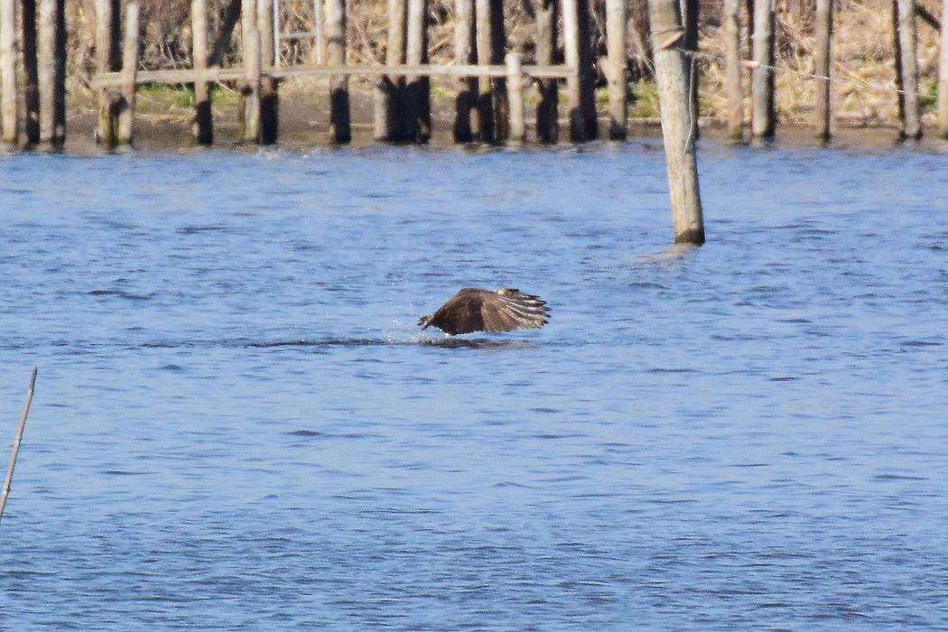 ミサゴの獲物は大きかった？♪_a0031821_18493522.jpg