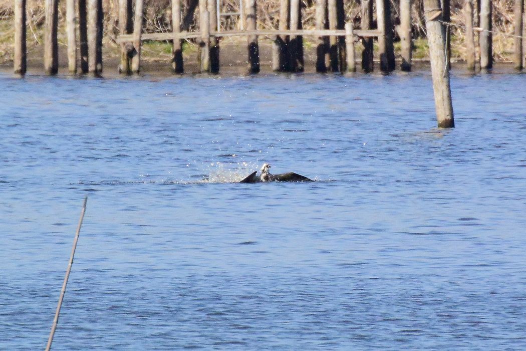 ミサゴの獲物は大きかった？♪_a0031821_1881267.jpg