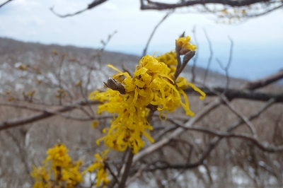 土呂久登山口から古祖母~障子岳_f0193521_958451.jpg