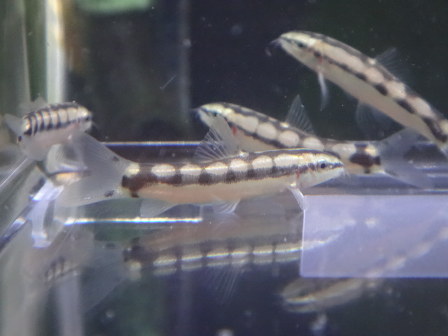 160317　熱帯魚・水草・観葉植物_f0189122_13122725.jpg